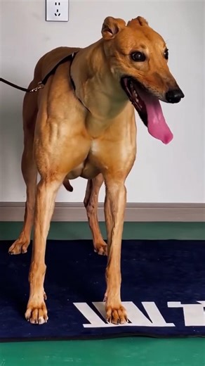 The Most Muscular Greyhound You’ve Ever Seen! 💪🐕#greyhound #greyhounddog #greyhoundtraining