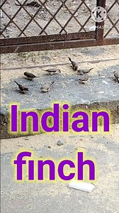 Indian finch birds open feeding