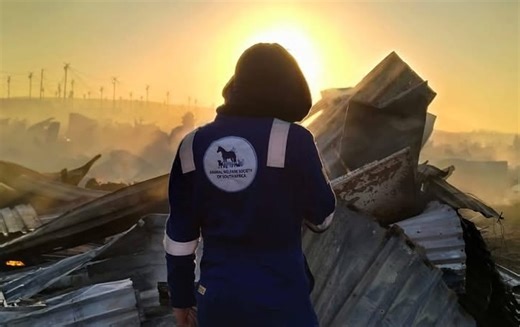 How Masiphumelele Fires Spark Urgent Animal Rescue Efforts
