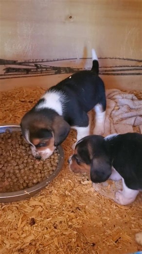 Large and healthy puppies 🐶 | Catron's Kennel