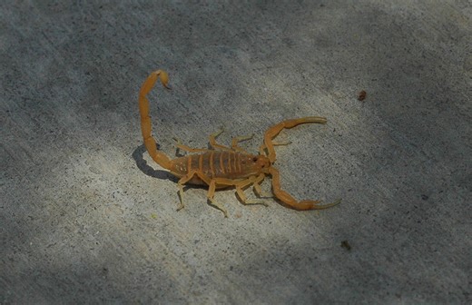 Scorpion dangers in St. George and southern Utah year-round and during the winter