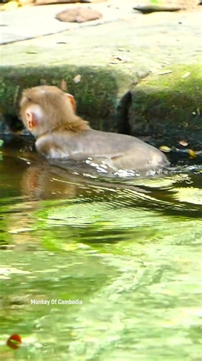 1.5K views · 34 reactions | Sweet baby monkey having fun in the river — playing alone, splashing around, and learning to swim! The most adorable wild nature scene you’ll ever see of a baby monkey’s joyful water adventure! #fypviralシ #cute #monkey #monkeys #animal #babymonkey #reel #facebookviral #fblifestyle | Monkey Of Cambodia | Facebook