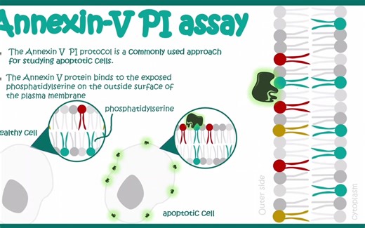 Annexin-V PI assay双染法