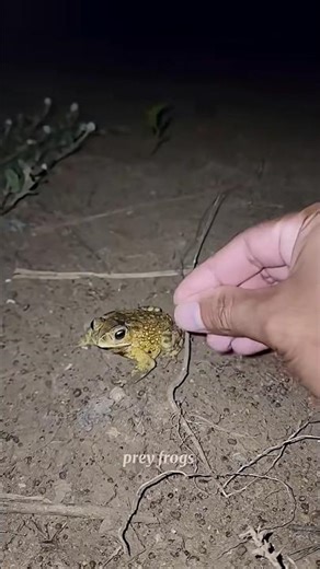 Boing catch frogs funny | froggy catch funny wep wep | funny froggy #shorts