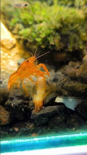 Mexican Dwarf Crayfish Cannibalism? Nature is Brutal