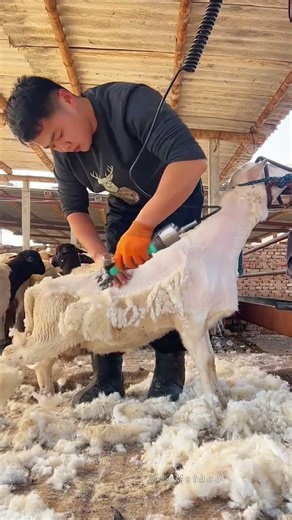 Efficient Sheep Shearing Process Using Advanced Pneumatic Power Tools