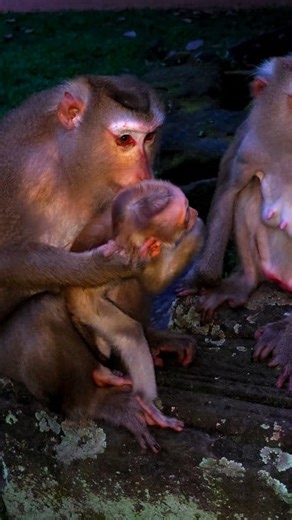 Luna is catching baby Jacee. #monkey | Monkey Records