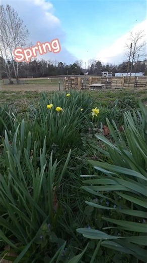 Spring in North Georgia-Bird Sounds