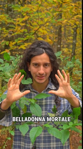 Video a tema un po' Halloween! Parliamo della Atropa belladonna una delle piante più velenose al mondo! Ma questa pianta ha un importante ruolo ecologico e con la sintesi dei suoi principi attivi vengono prodotti medicinali che salvano anche vite! #halloween #natura #divulgazionescientifica #piante | Enrico Fiordiponti