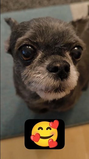 Cute Shih Tzu Chihuahua Mix 🐶 | Adorable Dog Moments