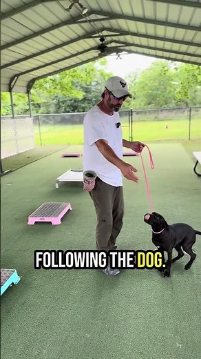 Why Your Dog Pulls on the Leash and How to Fix It Today