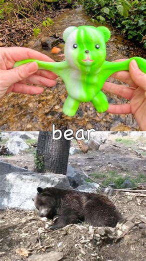 Learn Animal Names for Kids at the Stream: Leopard Fox Dog Bear Lorikeet