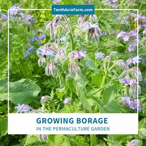 Borage is a useful herb with delightful blue-purple flowers that the bees love! 💙🐝💜🐝 Learn 6 reasons to grow borage in your garden >>> www.tenthacrefarm.com/grow-borage | Tenth Acre Farm with Amy Stross