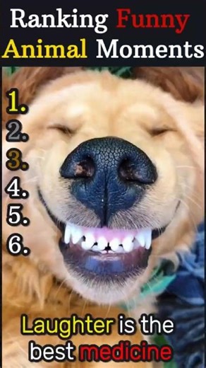 Funniest Animal Moments Caught on Camera 🎬