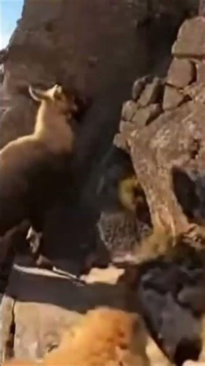 POV GoPro on a Mountain Goat #funny #prank #comedy #memes #jokes