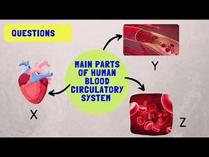 Science Year 5 - Human Blood Circulatory System
