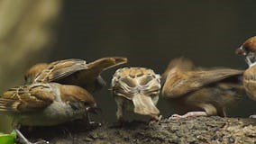 Philippine Maya Bird Eurasian Tree Sparrow or Passer Montanus Perch on Tree Branch Mouth Feed Companion. Stock Footage - Video of nature, looking: 115227626