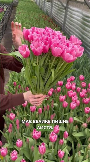 Tulip cut Jumbo Pink 25 pcs (bouquet)