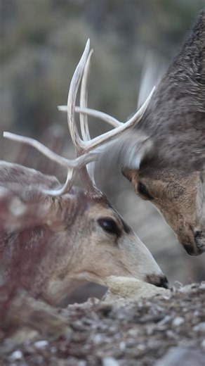 Deer Sparring: A Close-Up View of Nature's Battle