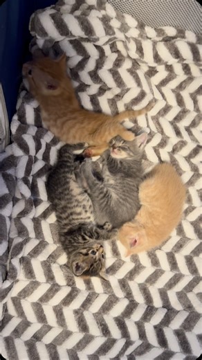 The grey and the buff are a whole entire vibe and I feel it in my soul. Mama Wren’s baby birds 🐥❤️ | The Shabby Tabby Cat Cafe