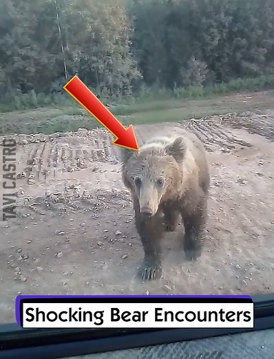 Shocking Bear Encounters | Tavi Castro