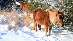 Assateague Island is the perfect holiday getaway for those in Ocean City area