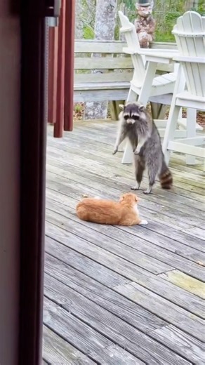🦝 vs 🐈