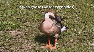Swan goose