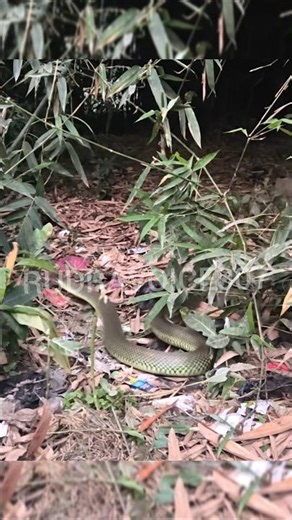 snake 🐍 wala video part 2 // spy agent first day in pakistan // #rudravoice #rudravoice007