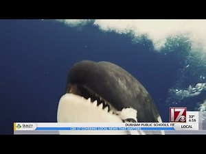 Up-close encounter with Orca caught on camera