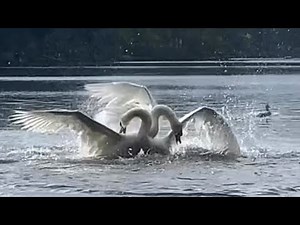 What Happens When Two Dominant Swan Cobs Want The Same Lake! (Swan Fight)