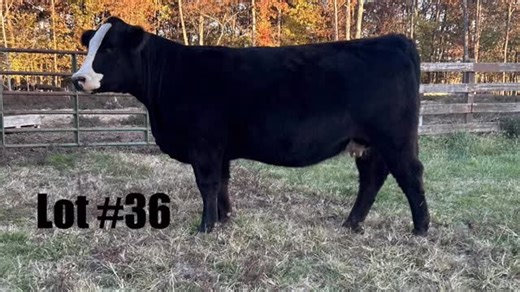 Cattlemen’s Choice Sale - All Breeds Sale Live event starts 12/7/25...