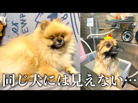 トリミングで大変身するポメラニアン【1001日目】
