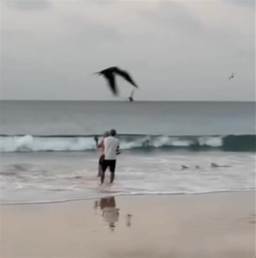 16K views · 153 reactions | Close call with a shark whilst having a fish in the shallows at the beach 麗 | On The Deck - Footage from Australia's Commercial Fisherman | Facebook
