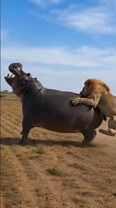 Lion Jumps Onto a Hippo in the African Wild! 🦁🦛😳