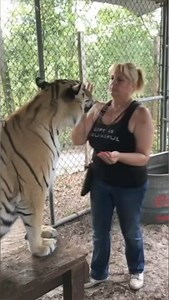Tiger LOVE #Tiger #love #animalrescue #bigcats | The CARE Foundation