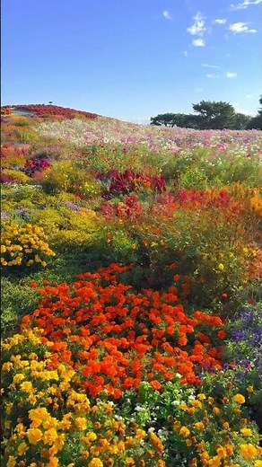 ひたち海浜公園のコキアとコスモスと秋の寄せ植え 📲2025/10/24 Kochia, cosmos and autumn flowers #shorts