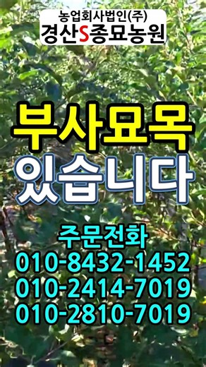 [경산에스종묘농원] 부사묘목 판매 #부사 #미야비 #미얀마 #미시마