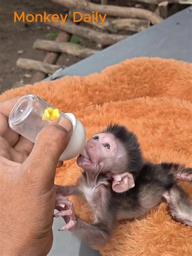 Tiny baby monkey fast emptied the bottle