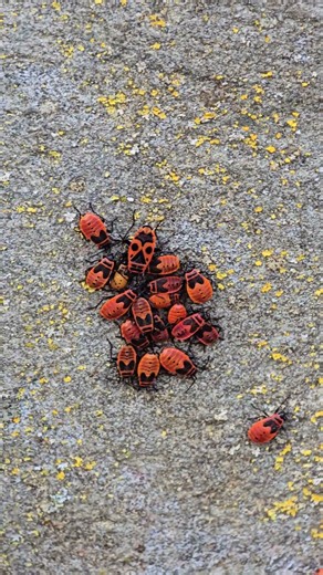 An aggregation of firebugs and firebug nymphs #nature #wildlife #bugs #insects #hugoswalkingshorts