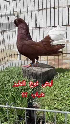 لايك واشتراك بالقناة شباب