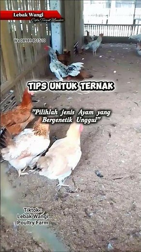 Tips Ternak Sukses ‪@MsRohman-0‬ #ternakayam #ayamkampungunggul #ayamkub #ternaksukses #chicken