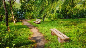 Wooden bench in nature by the tree