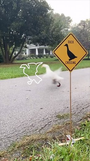 Wrinkle the Duck 🦢✨ | Impossible Pause Game! 99% of people can’t do it 👏😙 Gotta catch ‘em all! @seducktive Quack, quack Wrinkle the Duck #impossible #duck... | Instagram