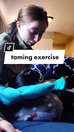 Bonding with Your Guinea Pig: Taming Tips and Communication Exercises