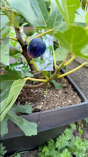 Little Miss Figgy Fig Tree #figs #containergardening #gardeningtips #fruit
