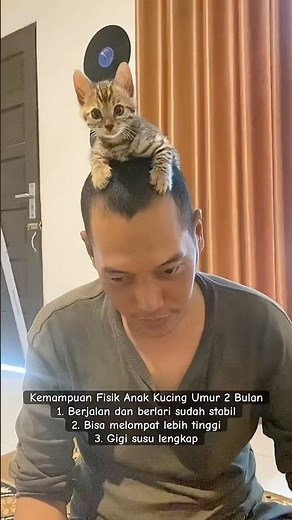 Kemampuan Fisik Anak Kucing Umur 2 Bulan #cat #kucing