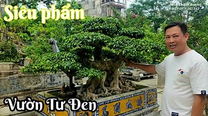 29K views · 1.1K reactions | Nhiều cây quý tiềm ẩn trong vườn Tư Đen Đông Anh | Bach Thuan Bonsai | Facebook
