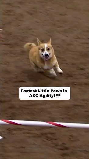 Fastest Little Paws in AKC Agility!