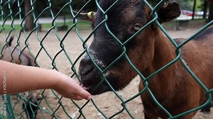 Little boy feeding a pygmy goat over a fence in a petting zoo close-up Stock Video